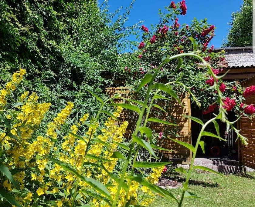 City Appartement Mit Garten, Zentral Und Trotzdem Ruhig Cottbus Esterno foto